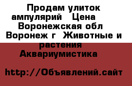 Продам улиток ампулярий › Цена ­ 5 - Воронежская обл., Воронеж г. Животные и растения » Аквариумистика   